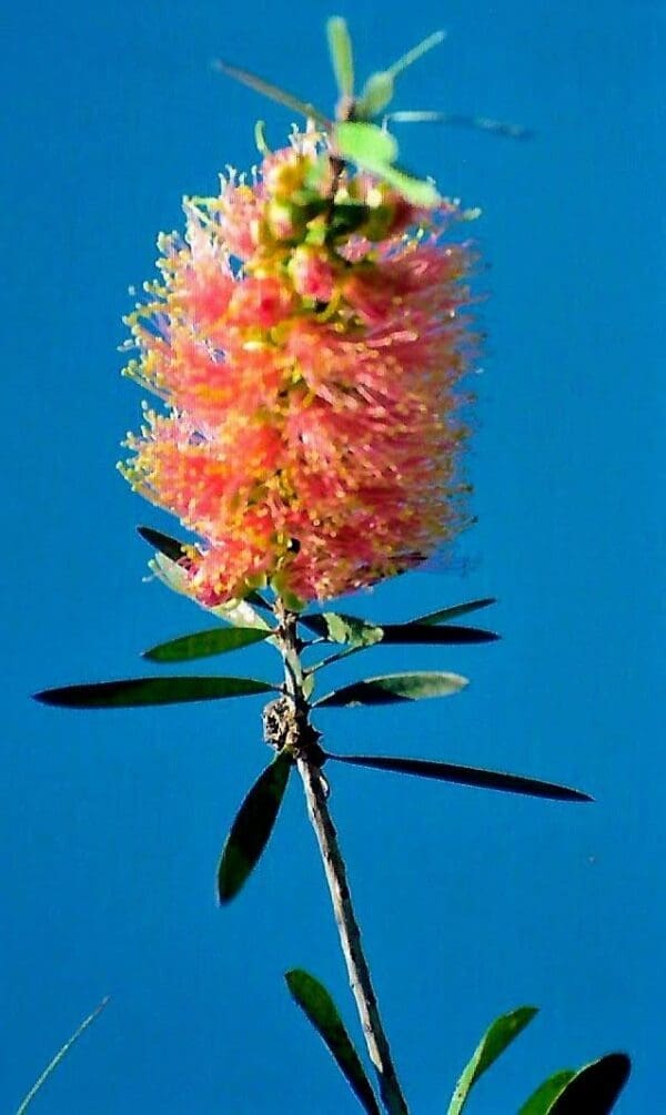 Callistemon hybrid cv pink champagne - Pink Bottlebrush (AN)