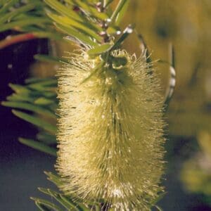 Callistemon formosus - White Bottlebrush  (AN)