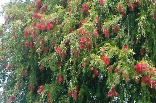Callistemon viminalis - syn. Melaleuca - Weeping bottlebrush (AN) - Image 2