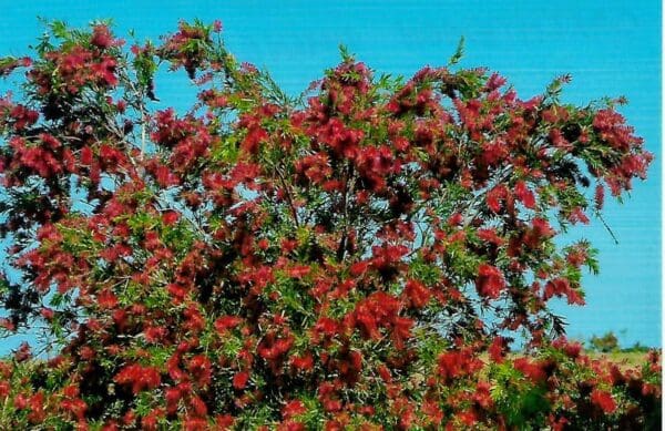 Callistemon viminalis - syn. Melaleuca - Weeping bottlebrush (AN)
