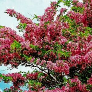 Cassia javanica (NN)