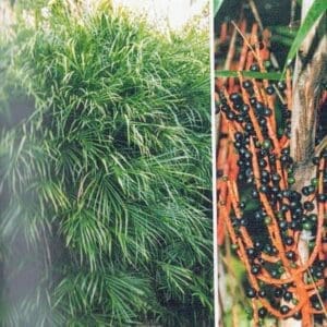 Chamaedorea seifrizii (Bamboo Palm) with many slender stems and black and round seeds