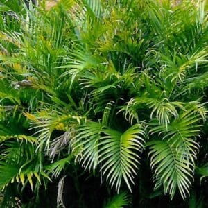 Chamaedorea atrovirens (Cascade Palm)