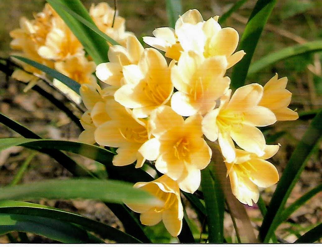 Clivia miniata cv yellow - Bush Lily - Rare (FW) - Image 3