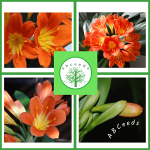 Clivia miniata - orange flower - Bush lily or Natal lily (FW)