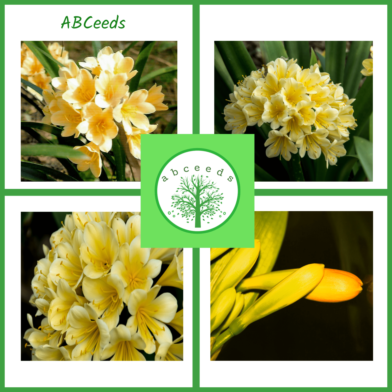 Clivia miniata cv yellow - Bush Lily - Rare (FW)