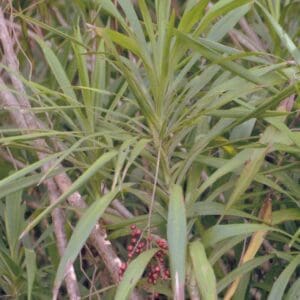 Cordyline stricta (O)