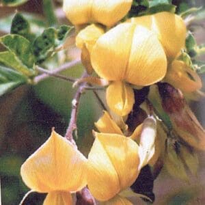 Crotalaria capensis (NN)