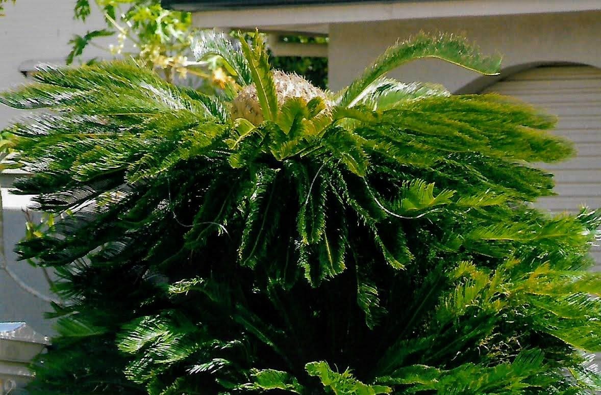 Cycas revoluta - Sago palm, sago cycad (O) - Wholesale - Image 2