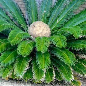 Cycas revoluta - Sago palm, sago cycad (O) - Wholesale