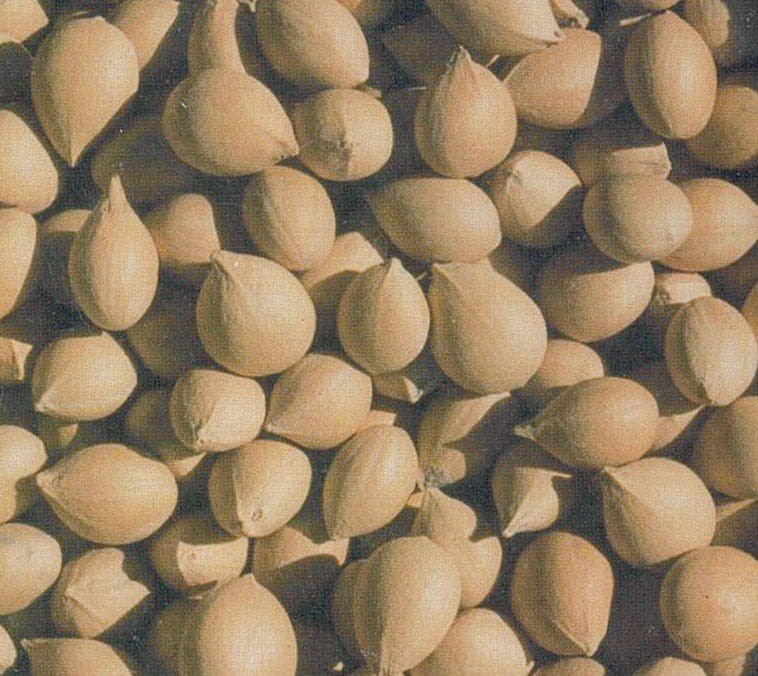 Cycas revoluta - Sago palm, sago cycad (O) - Wholesale - Image 3