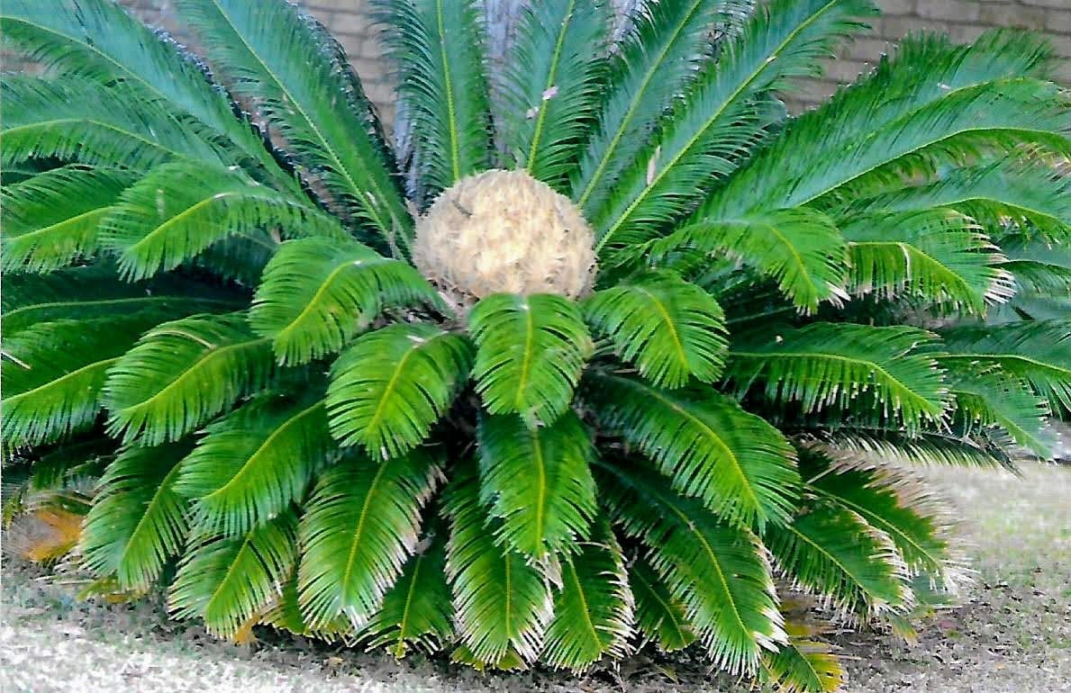 Cycas revoluta - Sago palm, sago cycad (O) - Wholesale