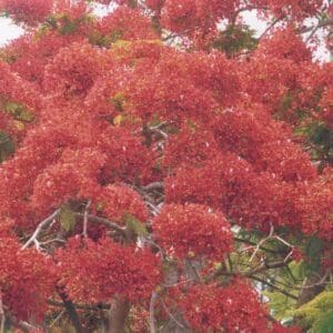 Delonix regia cv orange fire (NN)