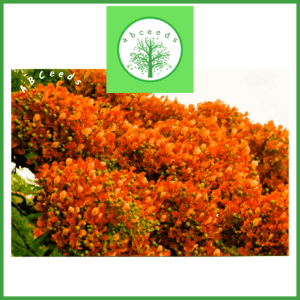 Delonix regia cv pale orange (NN)