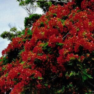 Delonix regia cv red fire (NN)