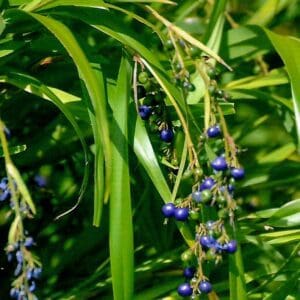 Dianella caerulea (O)