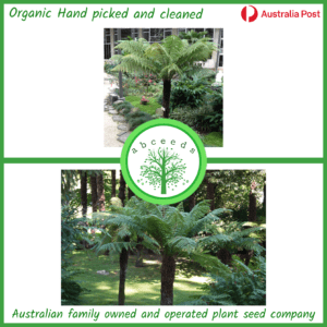 Dicksonia antarctica - Soft tree fern