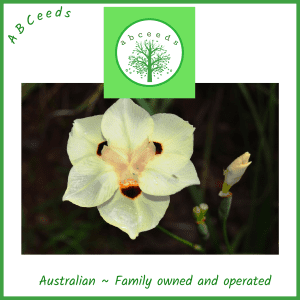 Dietes bicolor - African iris (O)