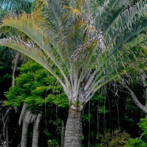 Mature Dypsis decaryi (Triangle Palm)