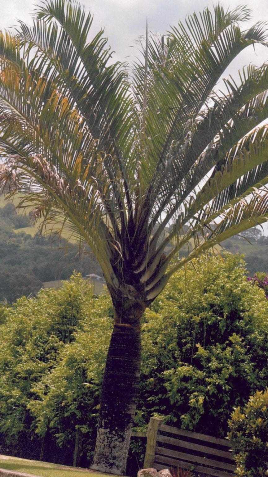 Dypsis decaryi Triangle Palm Seeds ABCeeds — free download