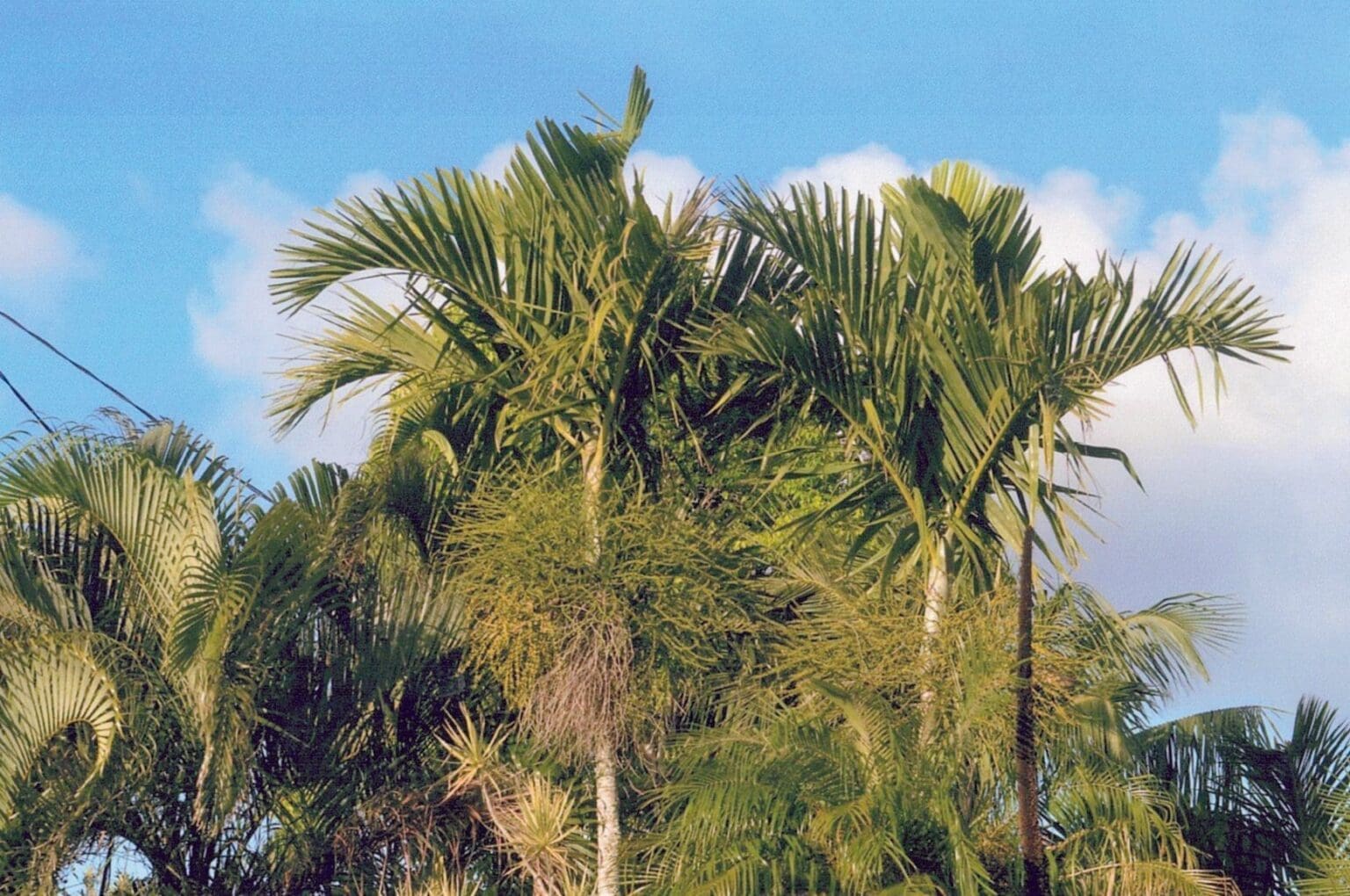 Dypsis Lutescens main image 1