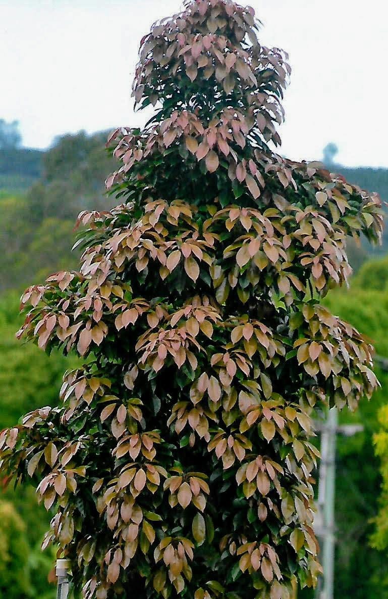 Elaeocarpus Eumundii - Eumundi Quandong (AN) - Image 2