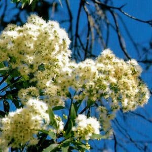 Eucalyptus Curtisii - Plunkett Mallee (AN)