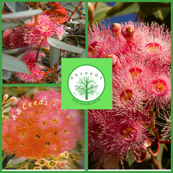 Corymbia Ficifolia cv Pink - Eucalyptus/Gum Tree (pink form) (AN)