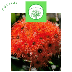 Corymbia Ficifolia - Eucalyptus/Gum (AN)