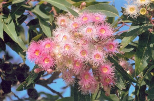 Corymbia Ficifolia cv Pink - Eucalyptus/Gum Tree (pink form) (AN) - Image 5