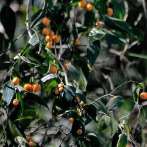 Eustrephus latifolius (O)