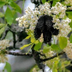 Flindersia Australis - Crow's Ash (AN)