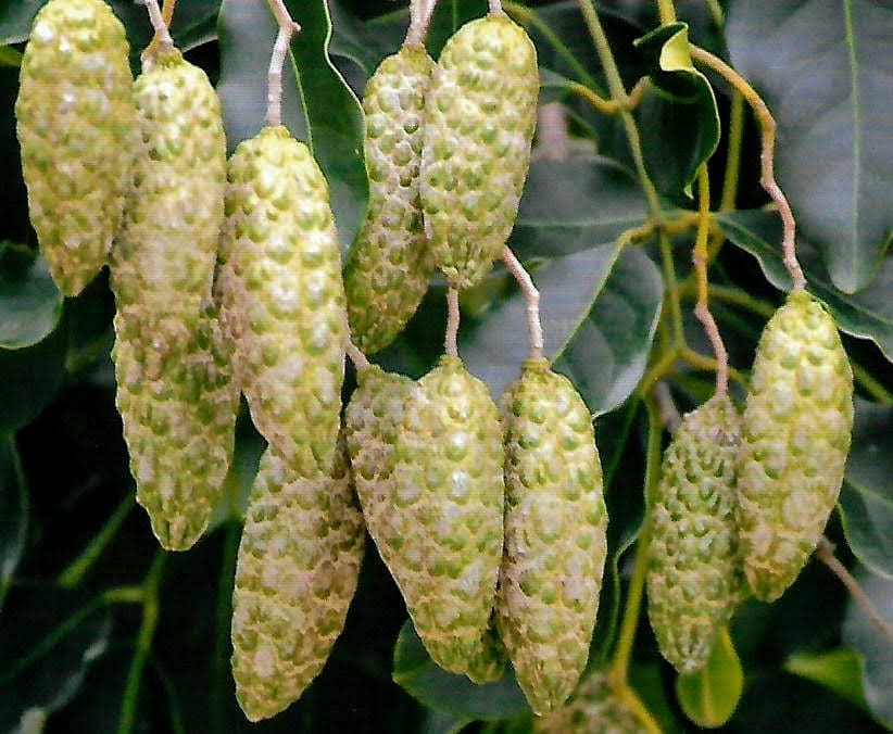 Flindersia Brayleyana - Queensland Maple (AN)