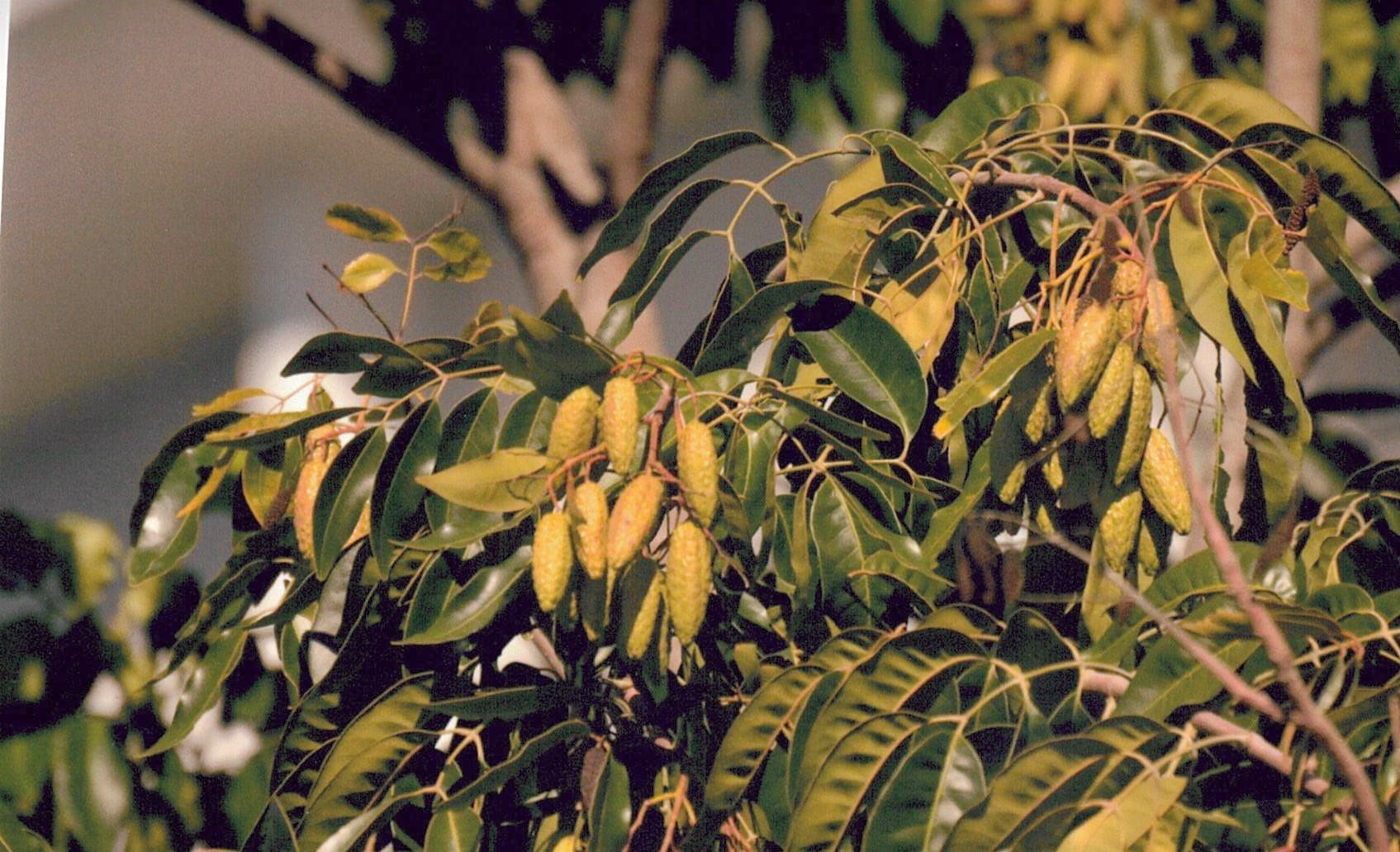 Flindersia Brayleyana - Queensland Maple (AN) - Image 4