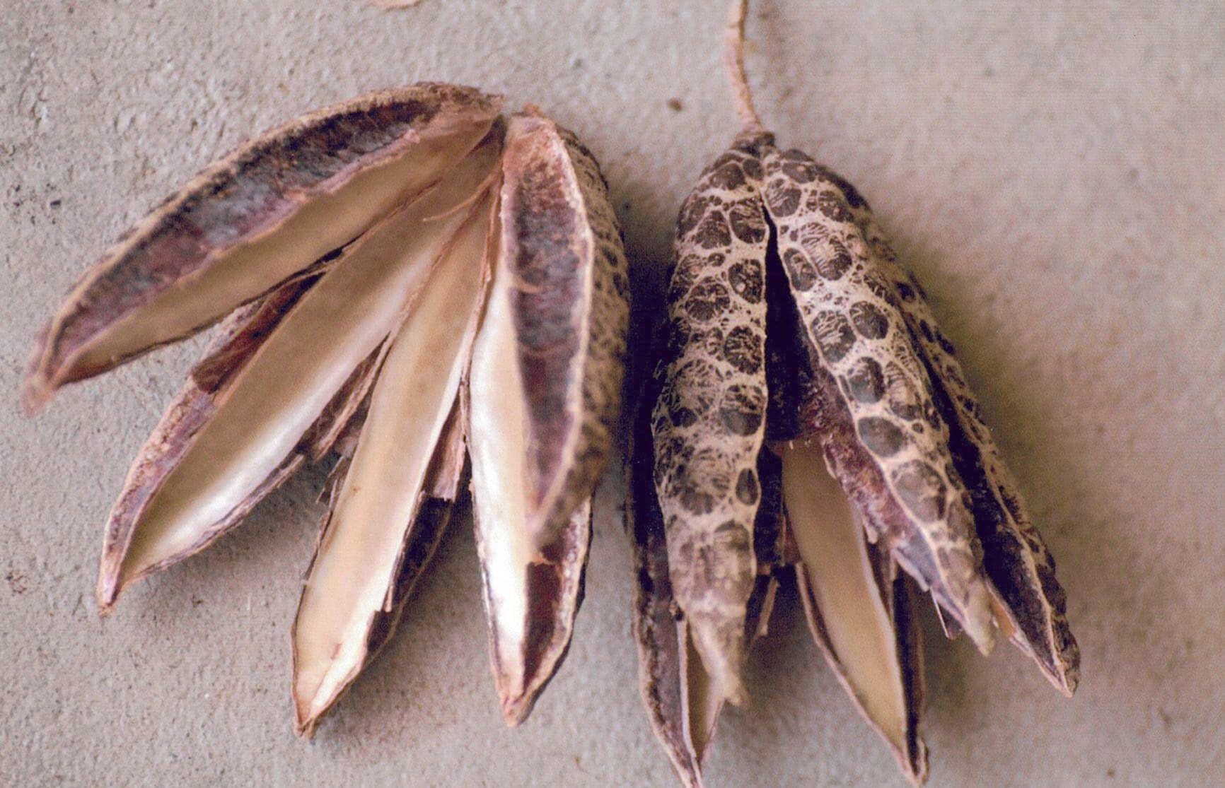 Flindersia Brayleyana - Queensland Maple (AN) - Image 5