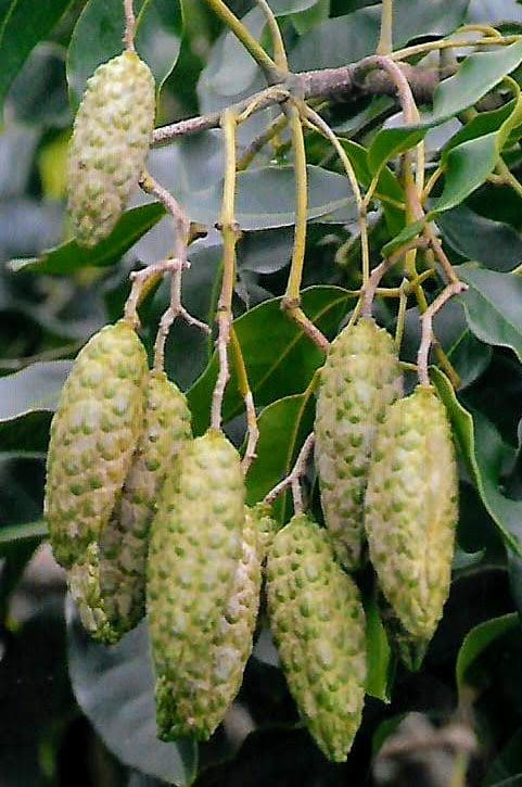 Flindersia Brayleyana - Queensland Maple (AN) - Image 2