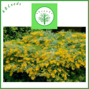 Grevillea Golden Lyre - Spider Flower (AN)