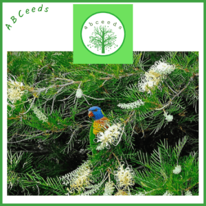 Grevillea Banksii Alba (white) - Australian Silky Oak (AN)