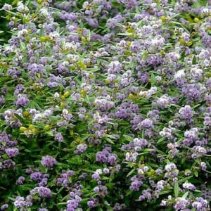 Hardenbergia violacea (AN)