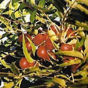Harpephyllum caffrum - Kaffir plum (NN)