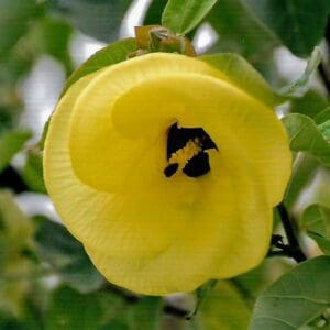 Hibiscus Tiliaceus - Coastal Hibiscus (AN)