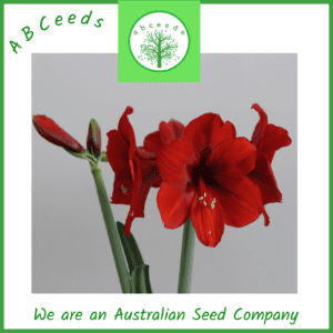 Amaryllis - Hippeastrum - Dark Red (FW)