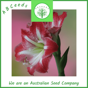 Flowering Plant Seed Shop