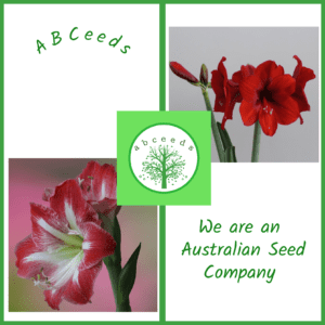 Amaryllis - Hippeastrum - mixed/two colours (FW)