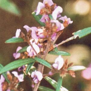 Hovea Acutifolia - Purple Pea Bush (AN)