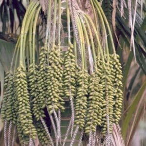 Close-up of Fresh Howea forsteriana Kentia Palm seeds