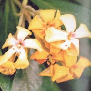 Hymenosporum Flavum - (Cream/Yellow) Native Frangipani (AN)