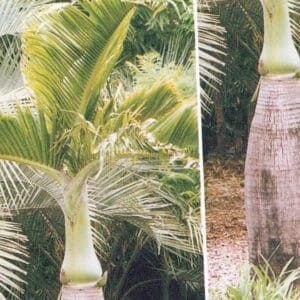 Hyophorbe lagenicaulis (PM) - Bottle palm