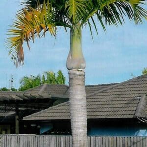 Hyophorbe verschaffeltii (PM)