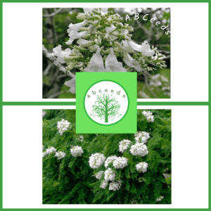 Jacaranda mimosifolia cv alba (NN)